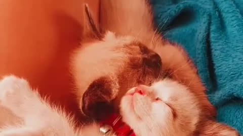 cute kitten is all good