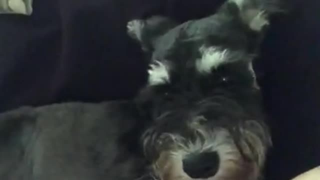 Mini Schnauzer is in the Bad Mood