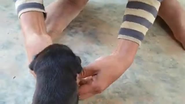 CUTE Baby Dog Eat Banana And Start Learn To Eat Food ^^