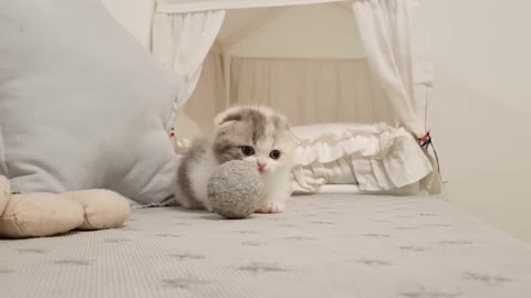 Adorable Short Legged Kitten