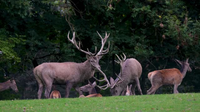 A group of Quarrelsome deer