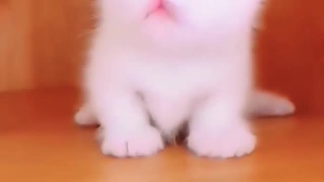 Cute Baby Cat 😻🥰 #cute #cat #shorts #kitten #animals #CuteO
