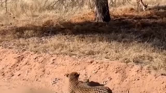 Leopard attack to dear