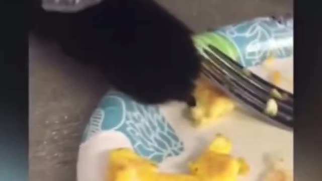 Hilarious Ninja Cat Stealing Food 😽🐭🐽