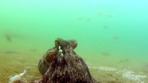 Filming an octopus up close