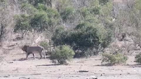 Male lion and elephant