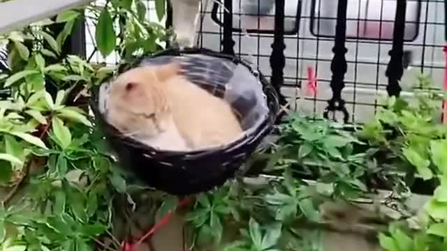 Funny Cat 🐈🤣 Cat videos