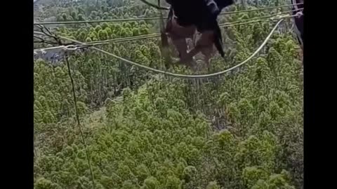 Brave Souls on a wire