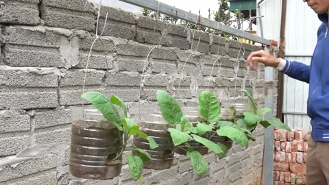 Surprisingly Growing Eggplants In Old Plastic Containers For Many Fruits & Easy