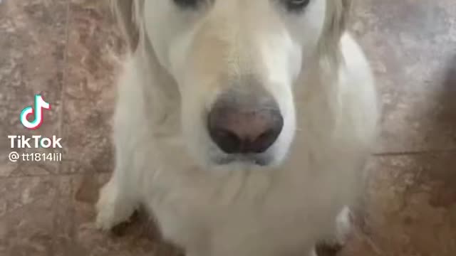 Sweet Dog Knows It Did Wrong