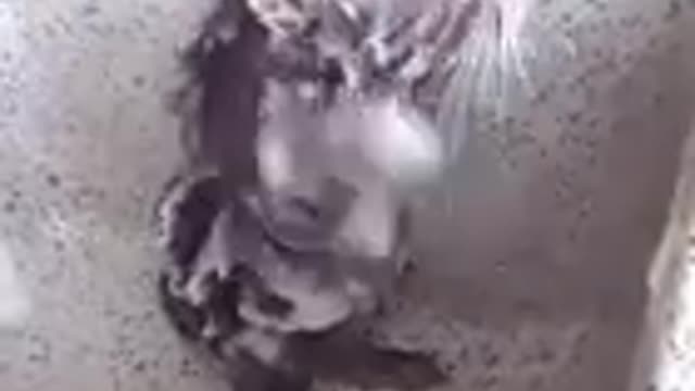 Nunca visto antes um rato tomando banho seria ele o ratatules do filme