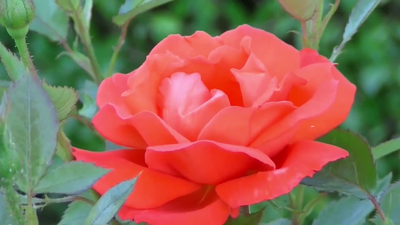 Stunning Red Rose Flower Video