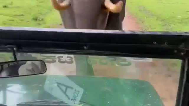 Wild Elephant get angry