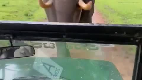 Wild Elephant get angry