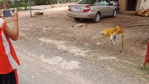 Tiger Prank Dog Run So Funny Action Try To Stop Laugh Challenge