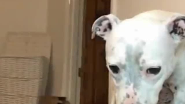 Super_ funny _dog_ video 😅