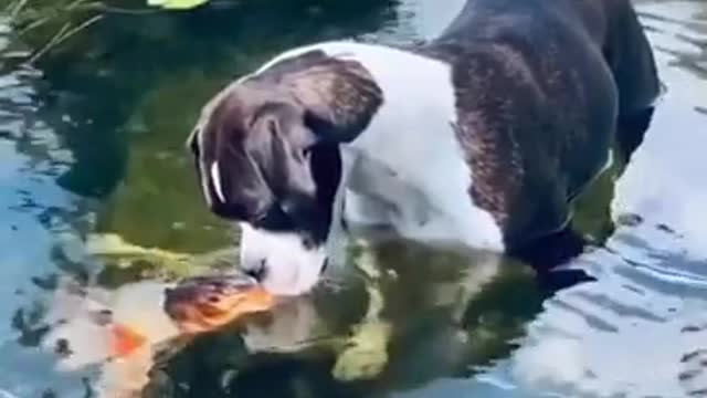 kissing fish and dog