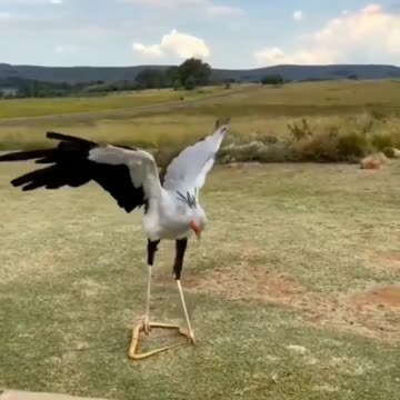 Meet secretarybird or secretary bird... |wildlife animals