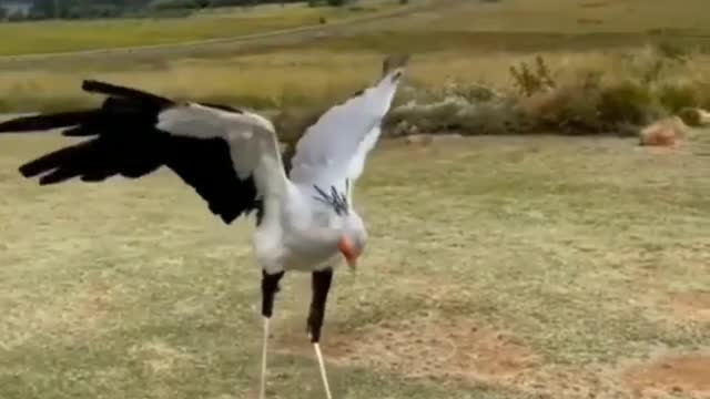 Meet secretarybird or secretary bird... |wildlife animals