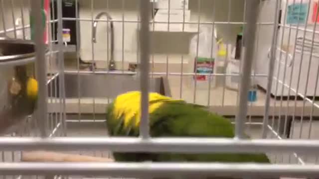 Funny adorable birds ( parrot )