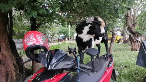 The goat rider