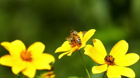 How to extract the bee nectar from flowers