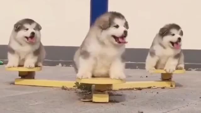 A dog playing on the seesaw.