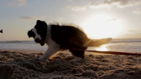 Baby Dogs playing on the beach very cute