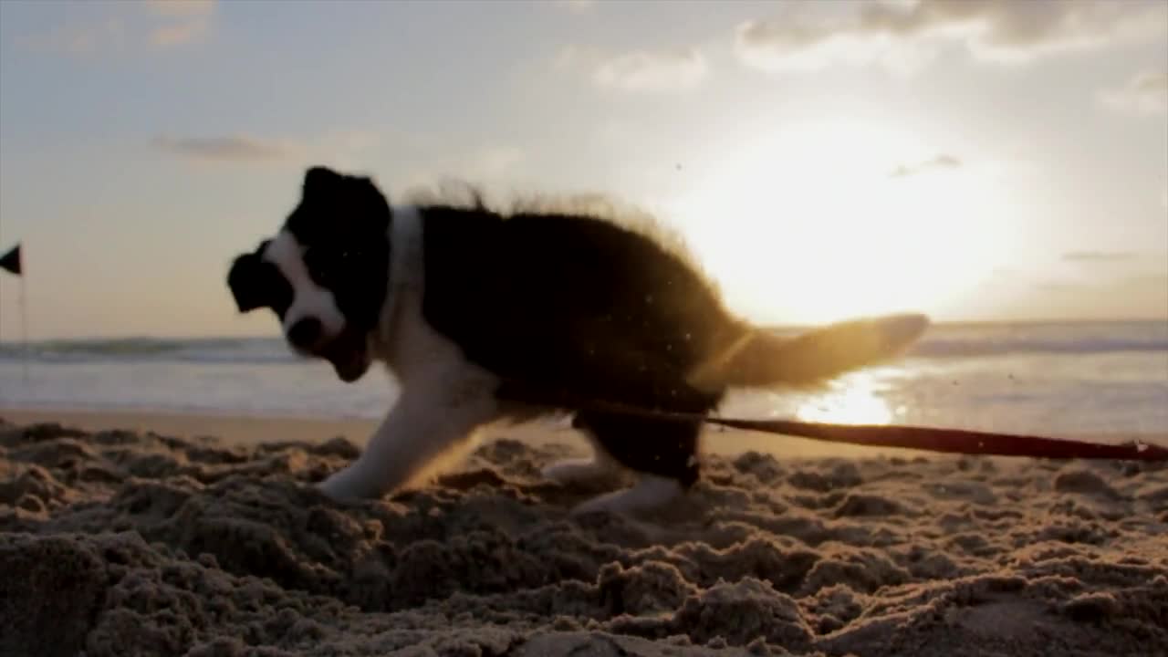 Baby Dogs playing on the beach very cute