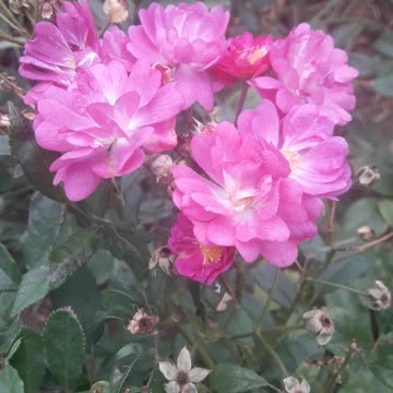 A rose that doesn't look like a rose