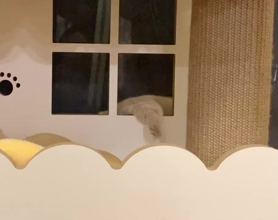 The cat's sleeping posture really kills me