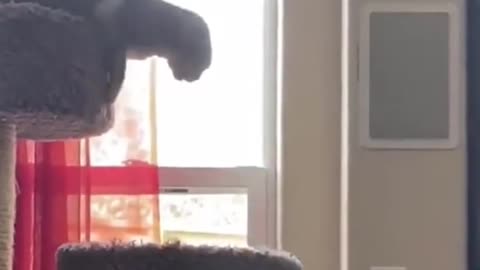 i laughed all day _ funny cats compilation