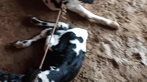Very cute cow birth twins calf's.cuties