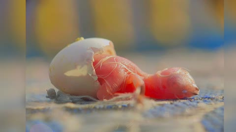 Baby Bird hatching