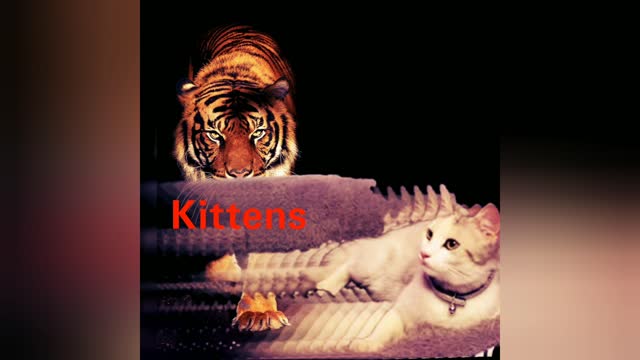 Kitten funny and music very nice. Animals