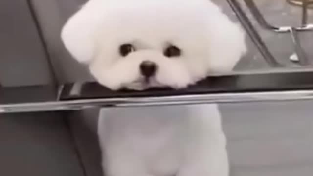 Funny cute puppies#shorts #viral #puppy