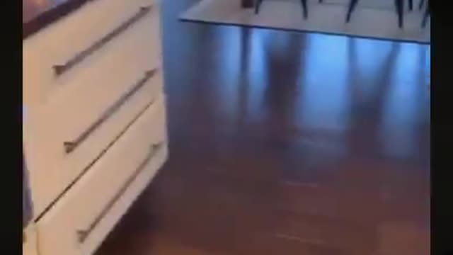 Awesome Funny Pets