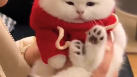 Cute kitten