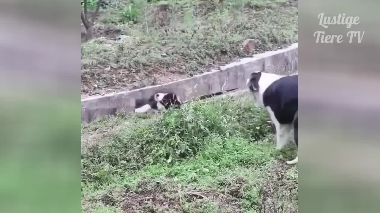 Recopilaciones más graciosos de mascotas