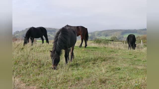 Cute And funny horse Videos Compilation cute moment #22 !Horse SOO Cute!