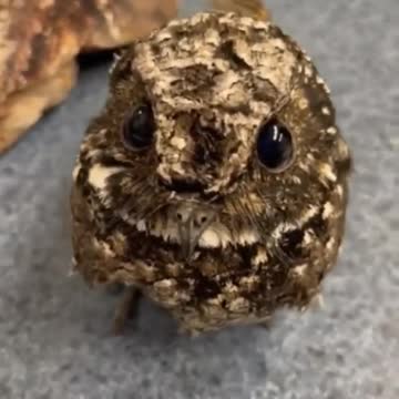 Birdie looks like a feather ball