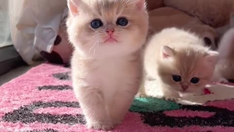 Warming Hearts! Heartwarming Interactions Between Kittens and Their Owners