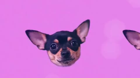 Relax my dog sleep music for dogs - music for anxious dogs !amazing!