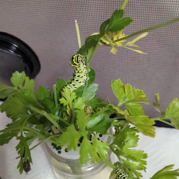 Eastern Black Swallowtail Caterpillar