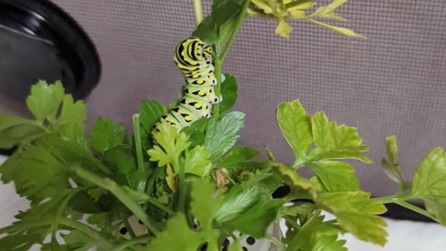 Eastern Black Swallowtail Caterpillar