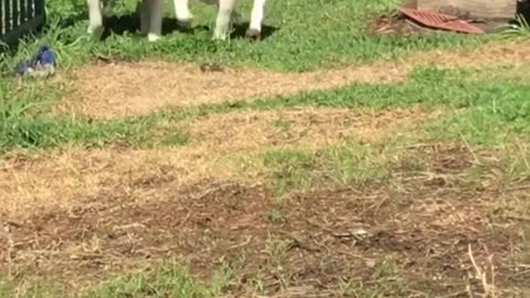 Puppies Playing WIth Thier Momy