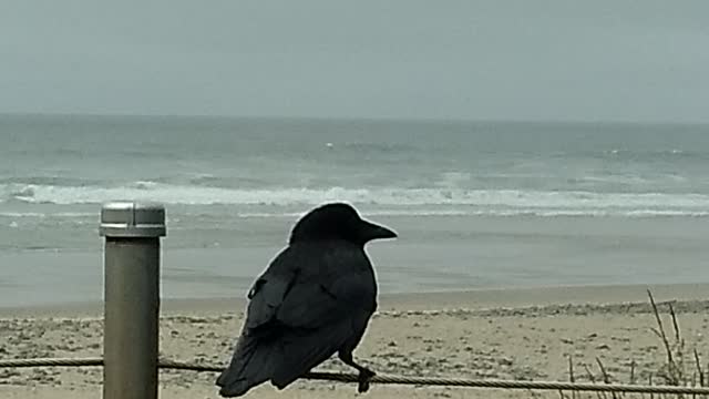 Crow caught at beach without mask!