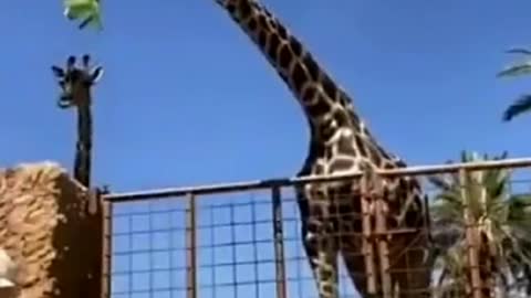 Feeding the giraffe going wrong