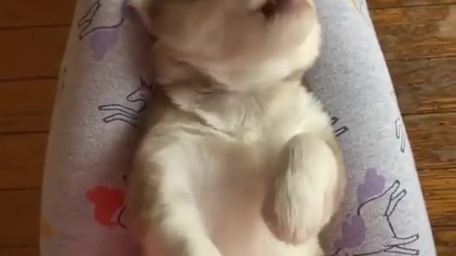 Adorable puppy literally falls asleep in water bowl 😂⁣🐶❤️