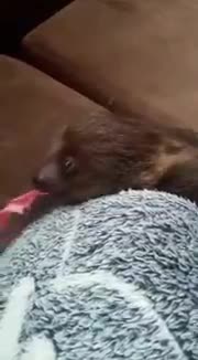 Rescatan a cría de perezoso abandonada en Santander